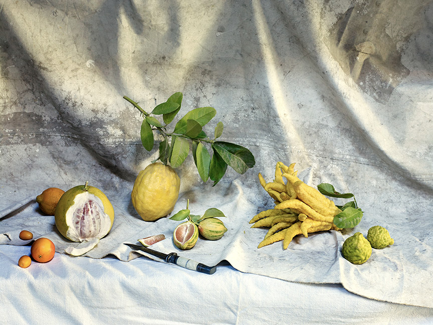 food stylist in Berkeley - citrus still life lemon varieties Bitter Cookbook - James Beard Award by Jennifer McLagan photographed by Aya Bracket photographer