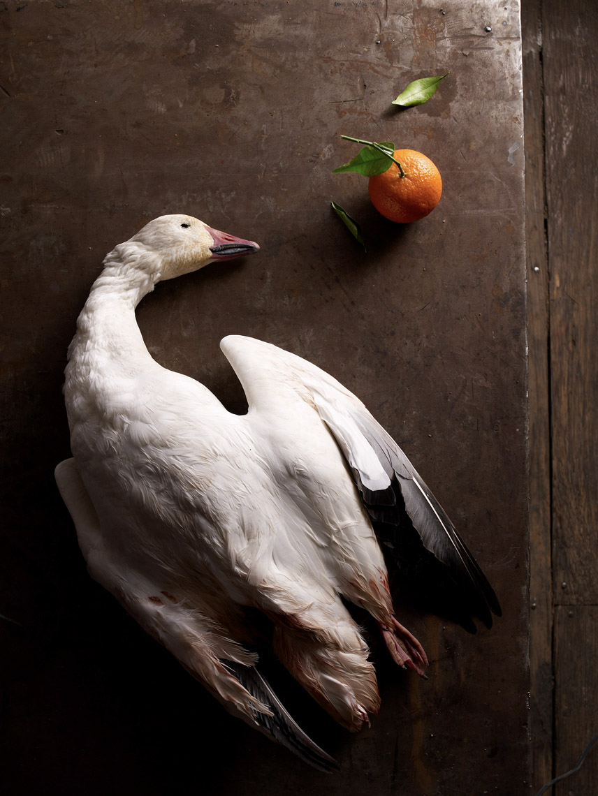 food stylist in San Francisco - Goose with clementine still life for Angelo